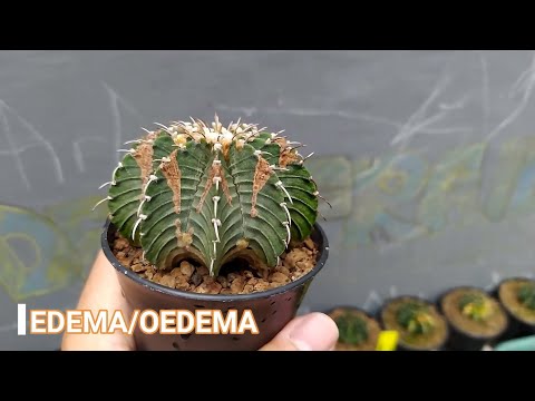 Video: Merawat Kaktus Sunburn - Informasi Tentang Sunburn Of Cactus