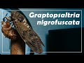 METAMORFOSE (MUDA) DE CIGARRA | Graptopsaltria nigrofuscata