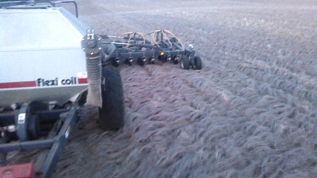 Unharvested Flax with Pillar Laser 