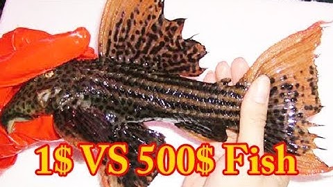 1$ VS 500$ Fish