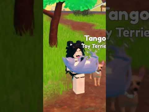 Rescue pets is actually fun