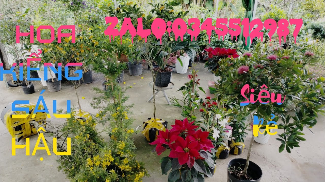 💥5/12👉 Zalo:0345512987💥 Vườn hoa kiểng hậu Nguyễn Gl ace hoa kiểng và cây ă trái các loại mới lạ 