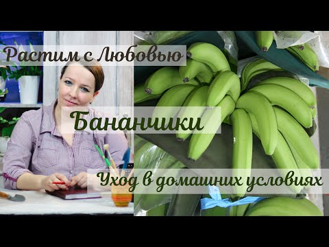 Video: Балаңызга качан банан бере аласыз?