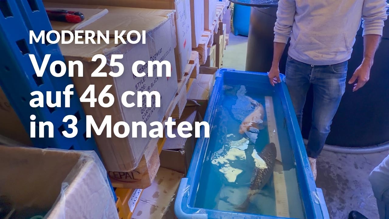 Toms Wasserwerte & das Wachstum seiner Tosai | Modern Koi Blog #8075