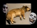Dog Crying In Sleep