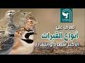 أنواع القبرة تعرف على اكثر انواع القبرة انتشارا حول العالم وما يوجد منها في بلدك أنواع القبرة تعرف على اكثر انواع القبرة انتشارا حول العالم وما يوجد منها في بلدك