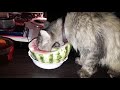 Кот ест арбуз