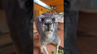 Kangaroo Eating Carrots! 🥕🦘❤