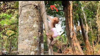 Worker Mnkey Jasmine Clinq Up Hight Treee For Finding Fruit First Time By Herself