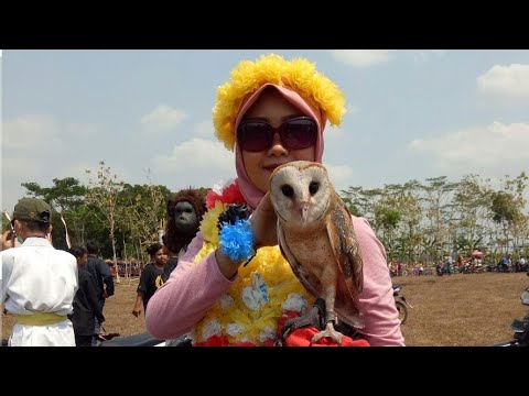 BURUNG HANTU TYTO-ALBA (SICUNONG) IKUT KARNAVAL - YouTube