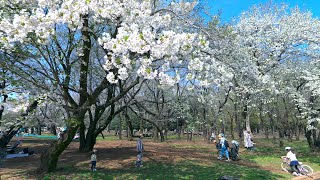 Hikarigaoka park -Tokyo Japan Walk 4K HDR by Nomadic Japan 183 views 1 month ago 43 minutes