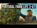 Farm Life is the best Life - Harvesting Olives ❤ | PORTUGAL FARM LIFE S3-E47