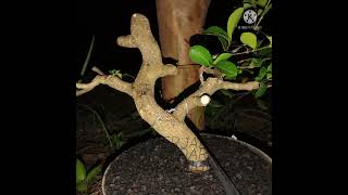 PROGRAM BONSAI CIANCI 2 BULAN SETELAH TURUN CANGKOK| #SHORTS