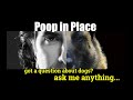 How to Teach a Dog to Poop in One Place -ask me anything - Dog Training Video How to Teach a Dog to Poop in One Place -ask me anything - Dog Training Video