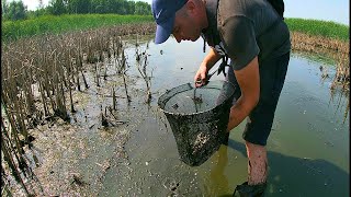 Вода КИПИТ от РЫБЫ. САЗАН, КАРАСЬ наловил малька и зарыбил пруд.