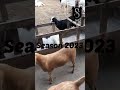 Sultan Cattle & Goat Farm Season2023 #sultan #2023