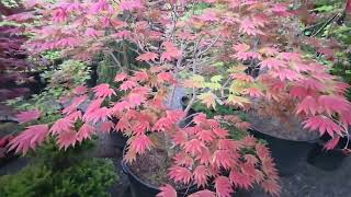 SHE LOVES THE AMAZING MOONRISE ORANGE RED JAPANESE MAPLE - AMAZING MAPLES