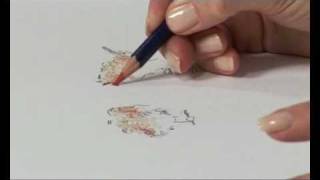 Inktense Pencils video clip