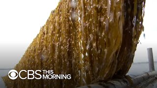 Growing U.S. kelp farming industry boosts economies, captures carbon