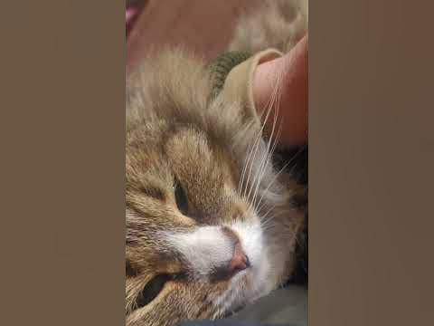 Милота.животные.мармеладный кот. г.Чита - YouTube