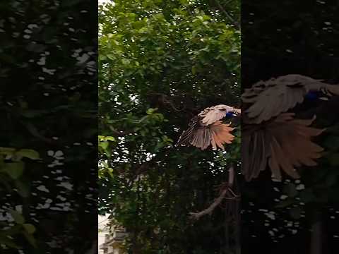 peacock flying #beautiful #original #shots