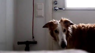 Salsa & nose tricks by SalsaTheBorzoi 331 views 8 years ago 35 seconds