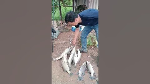 Câu cá Bình Đại Bến Tre