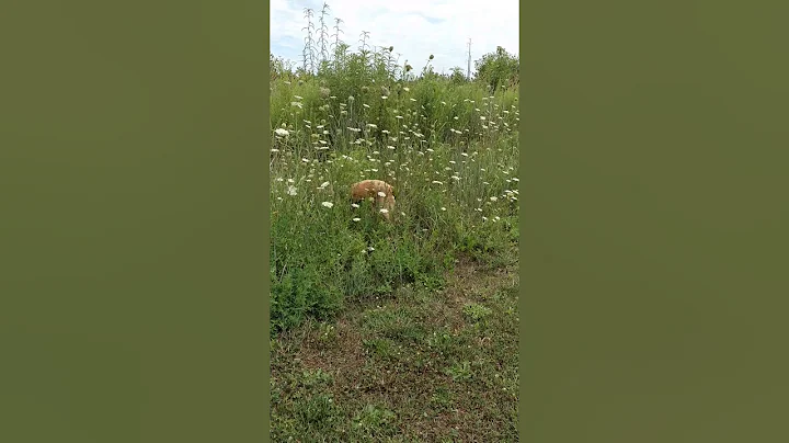 Dog Sniffing for critters