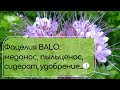 ФАЦЕЛИЯ Balo - уникальный медонос, сидерат, защитник почвы и кормовая культура.