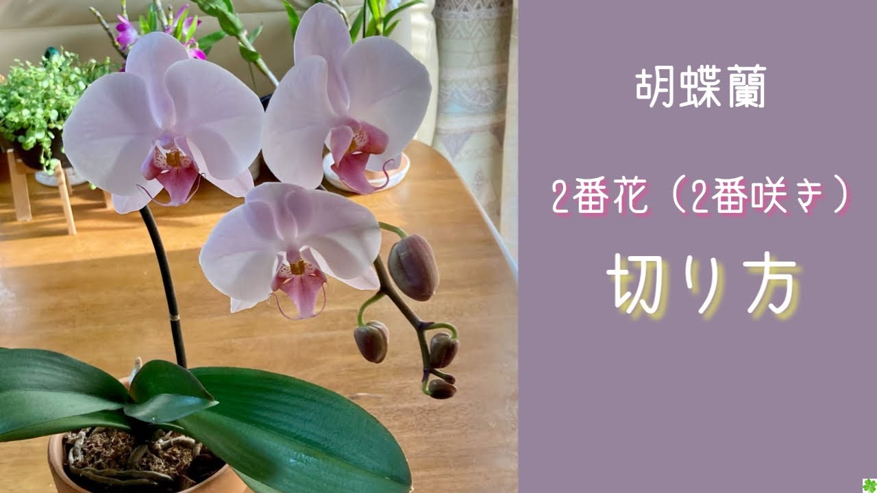 21年2月13日 胡蝶蘭の2度咲き 2番花 の切り方と注意点 約3カ月でもう一度咲きます Youtube
