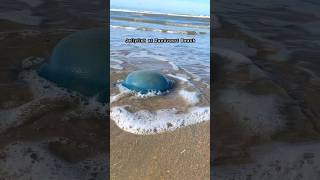 Jellyfish At Zandvoort Beach