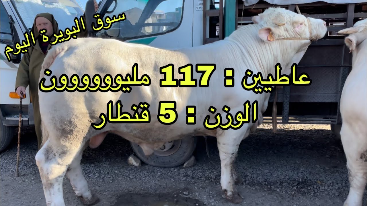 أسعار الأبقار في الجزائر  2022 / سوق البويرة 🇩🇿