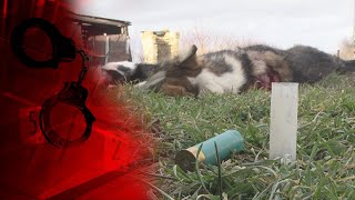Разозлился На Соседку И Убил Ее Собак! Кровавая Расправа В Херсонской Области