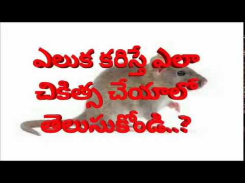 Rat bite | ఎలుక కరిస్తే ఎలా చికిత్స చేయాలో తెలుసుకోండి..?