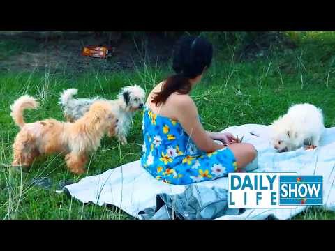 Smart Cute Girl Happy Give Food To Dog Group   Amazing Funny Dog And Girl Playing At Rice Field