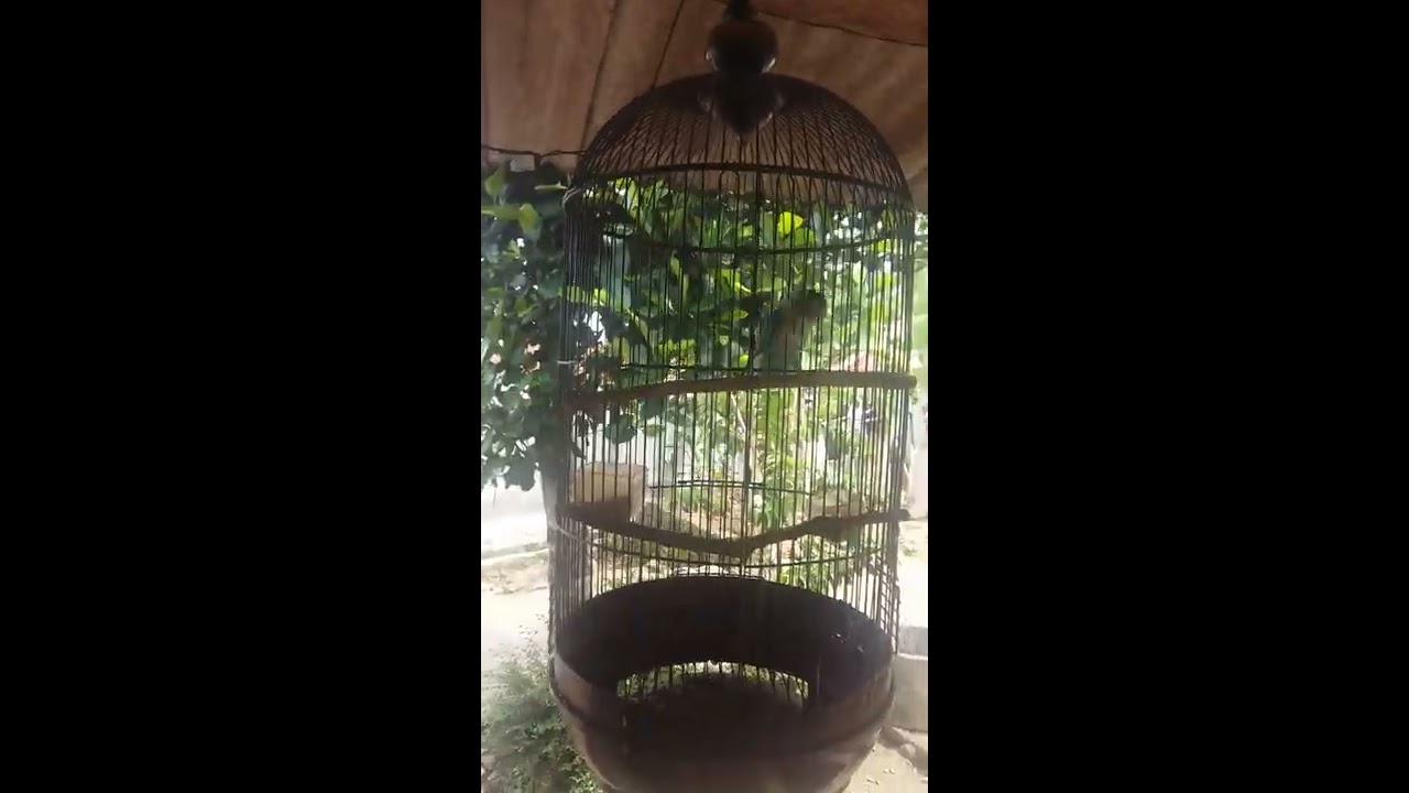 🔵SUARA LOVEBIRD BETINA MEMANGGIL SI JANTAN 
