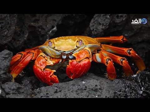 هجرة 50 مليون مصاص دماء إلى جزيرة الكريسماس بهدف التكاثر تفاصيل واحدة من أغرب الظواهر في العالم 