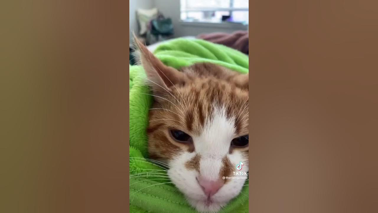 "Dog food lid" backwards is "dildo of god" YouTube