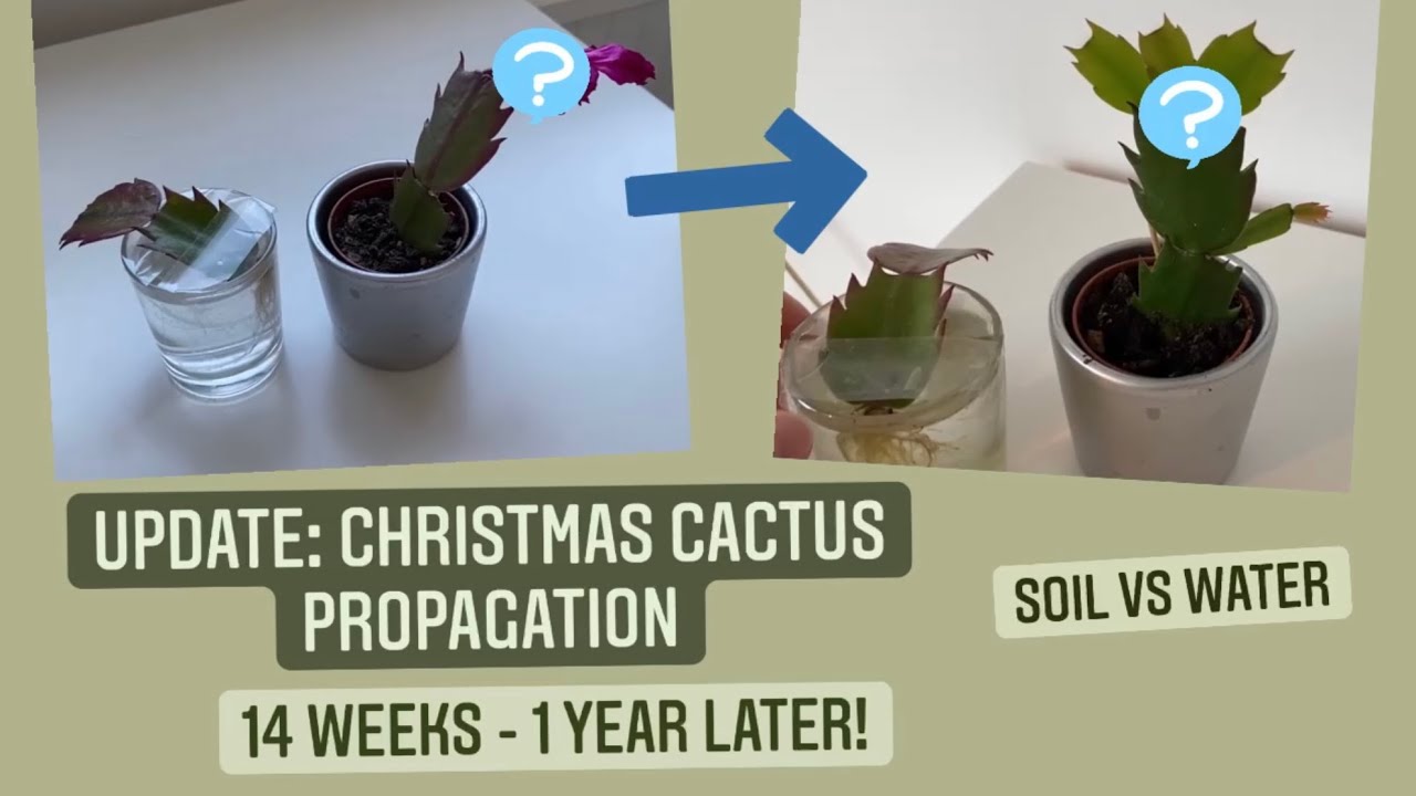 Update: Christmas Cactus Propagation | 14 Weeks To 1 Year + - Youtube