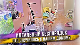 Почему в нашем доме такой бардак? Спасаем цветы от холода. Аквариум изменился. Новая игрушка Масика!