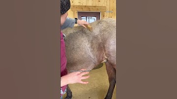 Testing Horse shedding/ grooming tools! #horses #horsegrooming #horsecare #horseriding #horsebarn