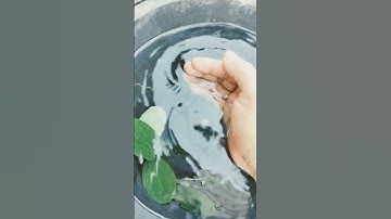 Khát nước uống nước bẩn và cái kết #funny #haihuoc #shorts