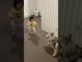 仁義なきシベリアンハスキーと2歳児の戦い #shorts