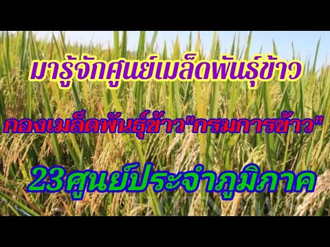 มารู้จักศูนย์เมล็ดพันธุ์ข้าว​ กองเมล็ดพันธุ์ข้าว​"กรมการข้าว" 23ศูนย์ประจำภูมิภาค