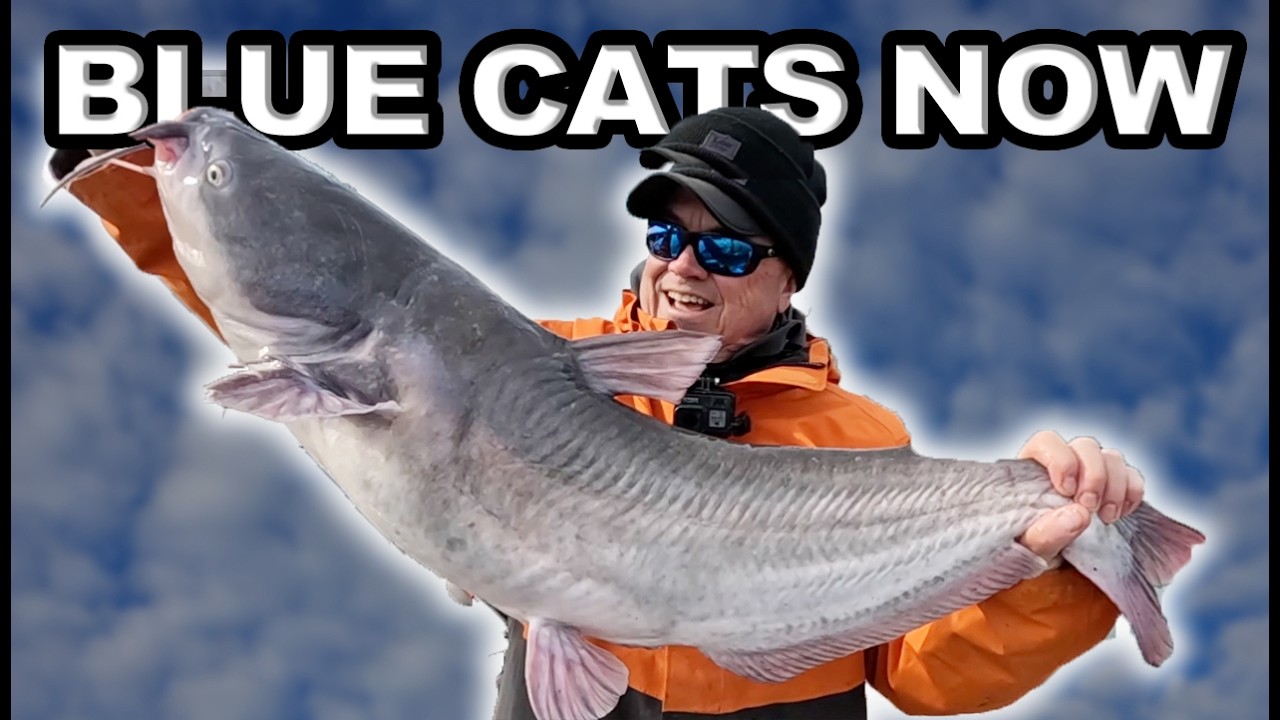 Сом не может устоять перед свежей сельдью-гизард.