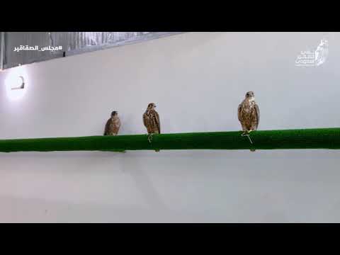 الصقار سعود بن سعد المطيري في برنامج مجلس الصقاقير