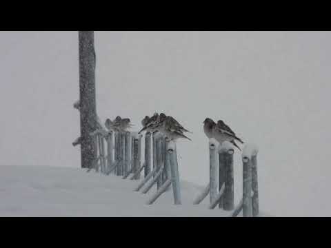 Video: Wie Vögel Im Winter Leben