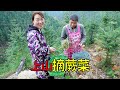 媳婦上山摘蕨菜，被姨婆嫌弃，還不如一個老人 | Picking ferns, harvesting a basket full of ferns, so happy