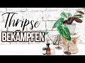 SCHÄDLINGE bei Zimmerpflanzen | Erkennen und Behandeln | THRIPSE richtig bekämpfen