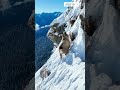 Why Goats Climb Mountains #goat #wildlife #animals #shorts